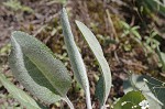 Hairy groundsel