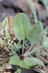 Hairy groundsel