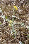 Hairy groundsel