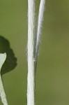 Hairy groundsel