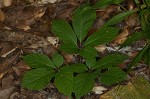 American ginseng