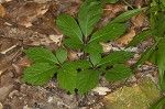 American ginseng