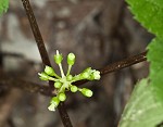 American ginseng