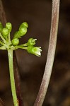 American ginseng