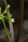 American ginseng