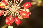 American ginseng