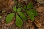 American ginseng