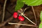 American ginseng