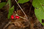 American ginseng