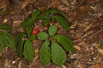 American ginseng