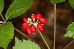 American ginseng