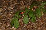 American ginseng