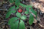 American ginseng