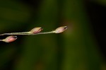 Torpedo grass