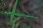 Warty panicgrass