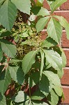 Virginia creeper