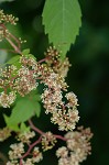 Virginia creeper