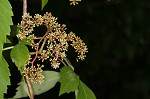 Virginia creeper