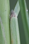 Intermediate paspalum