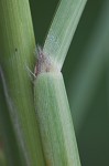 Intermediate paspalum