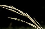 Vasey's grass <BR>Vasey grass