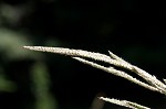 Vasey's grass <BR>Vasey grass