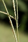 Vasey's grass <BR>Vasey grass