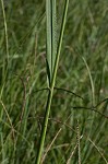 Vasey's grass <BR>Vasey grass