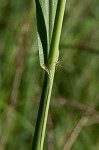 Vasey's grass <BR>Vasey grass