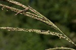 Vasey's grass <BR>Vasey grass