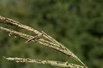 Vasey's grass <BR>Vasey grass