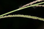 Vasey's grass <BR>Vasey grass