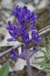 Whiterim scurfpea <BR>Nashville Indian breadroot