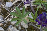 Whiterim scurfpea <BR>Nashville Indian breadroot