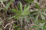 Whiterim scurfpea <BR>Nashville Indian breadroot