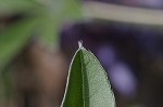 Whiterim scurfpea <BR>Nashville Indian breadroot