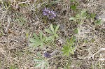 Whiterim scurfpea <BR>Nashville Indian breadroot