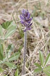 Whiterim scurfpea <BR>Nashville Indian breadroot