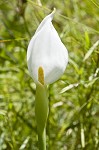 White arrow arum <BR>Spoonflower