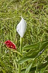 White arrow arum <BR>Spoonflower