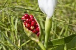 White arrow arum <BR>Spoonflower