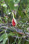 White arrow arum <BR>Spoonflower