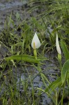 White arrow arum <BR>Spoonflower