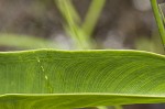 White arrow arum <BR>Spoonflower