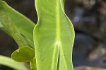 White arrow arum <BR>Spoonflower