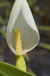 White arrow arum <BR>Spoonflower