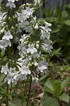 Lowland beardtongue