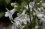 Lowland beardtongue