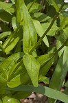 Lowland beardtongue