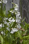 Lowland beardtongue